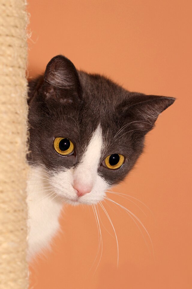 Domestic cat portrait animal world