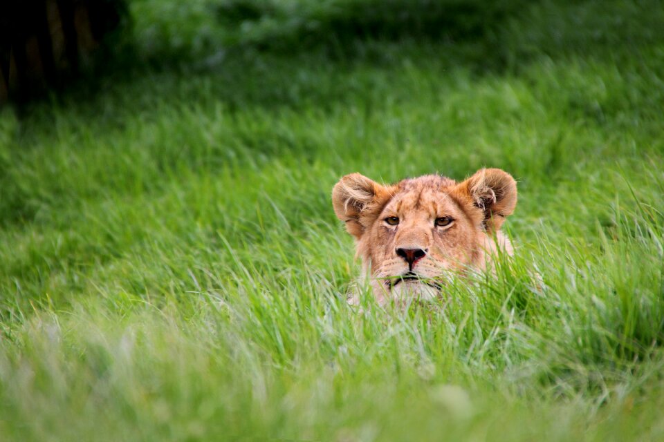Animal mammal africa