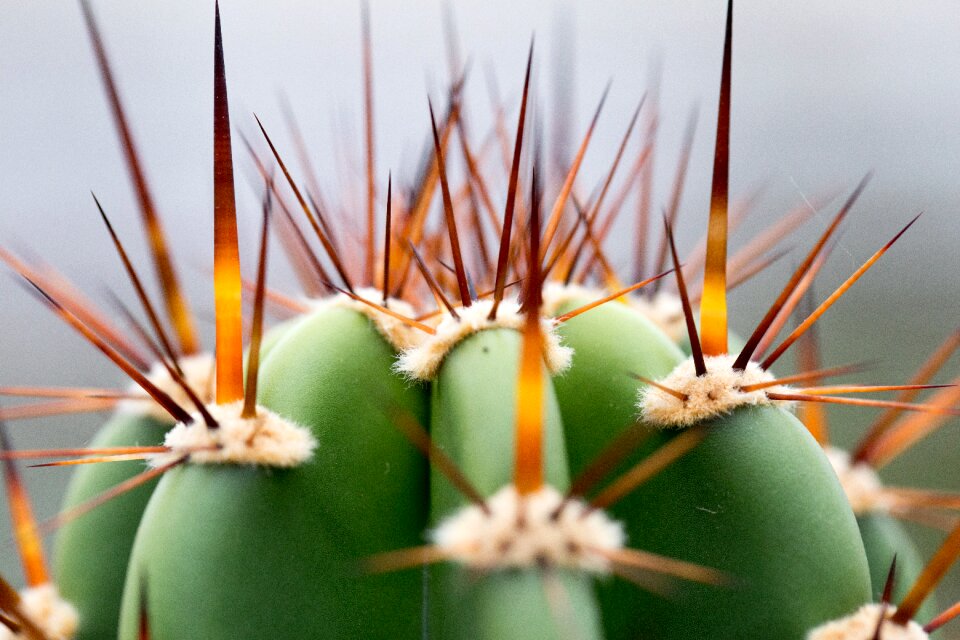 Spur cactus close up
