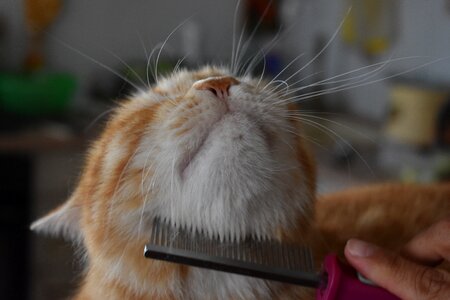 Care nicely fur