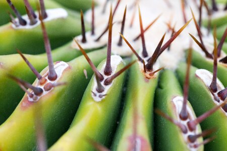 Spur cactus close up