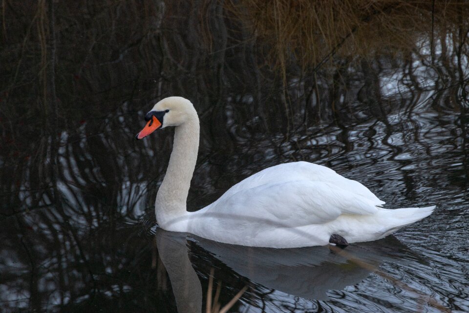 Bird water bird swim