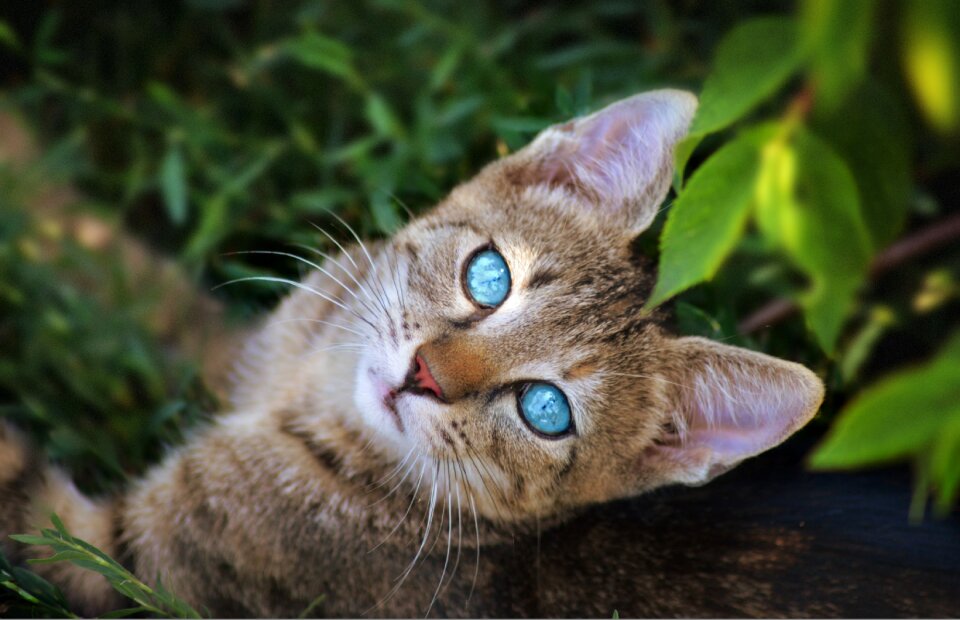 Wild world little cat
