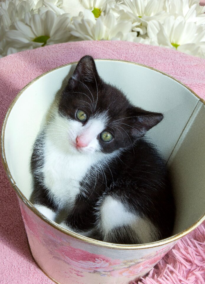Cat cute little