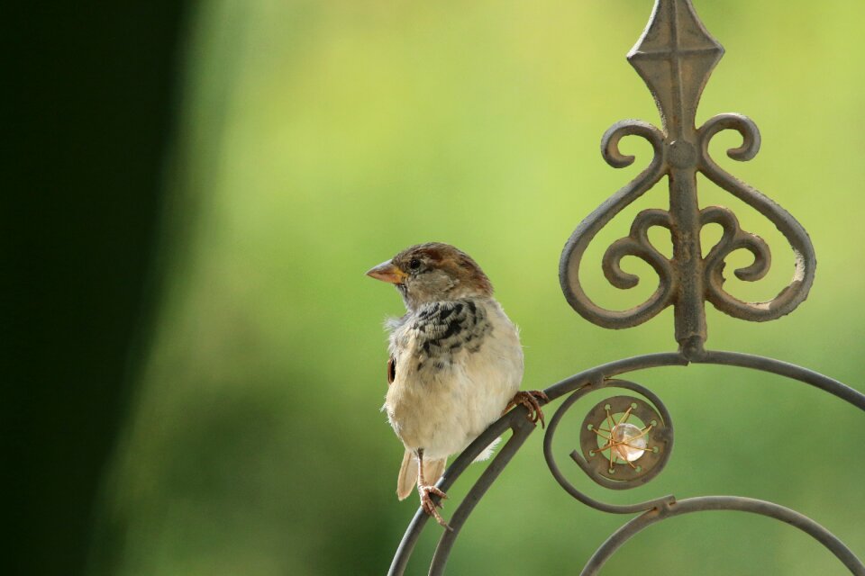 Sperling bird garden
