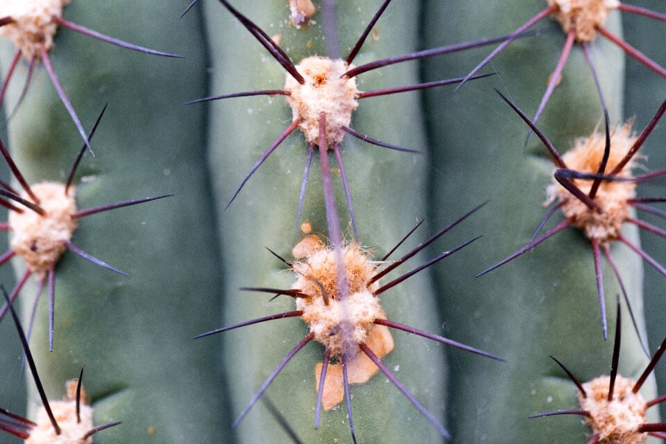Spur cactus close up