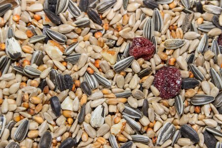 Grains cores bird