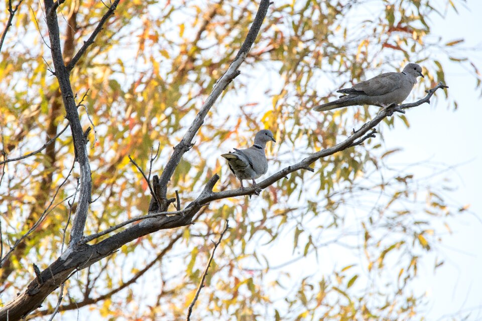 Animals ave feathers