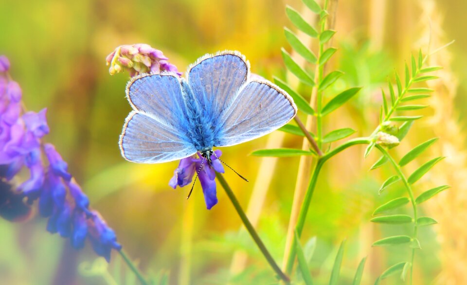 Flower animals nature