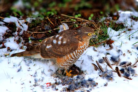 Eat bird of prey winter