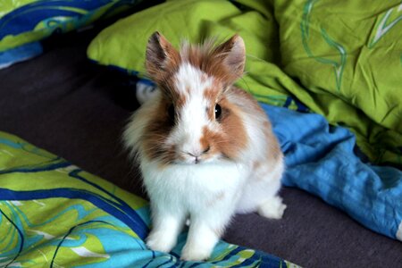 The rabbit the lion's pet Free photos