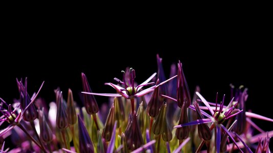 Starlight-lauch blossom bloom
