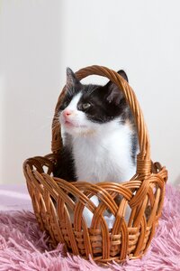 Cat cute little photo