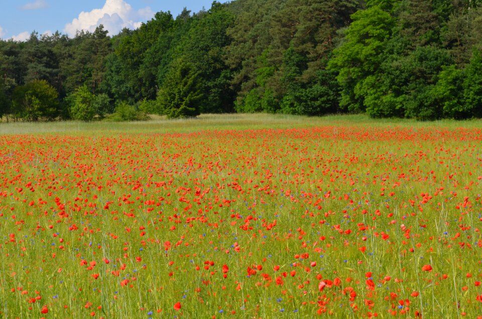 Poppies landscape summer