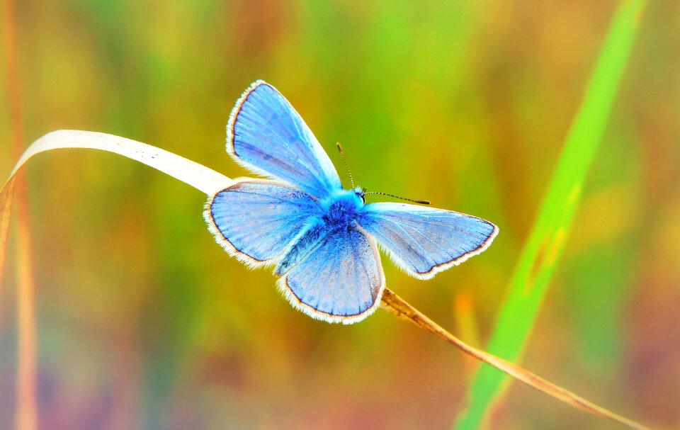 Butterfly day animals nature