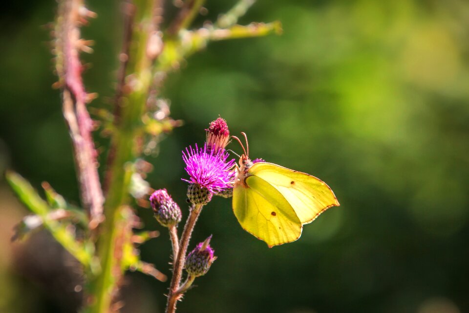 Fauna nature insect