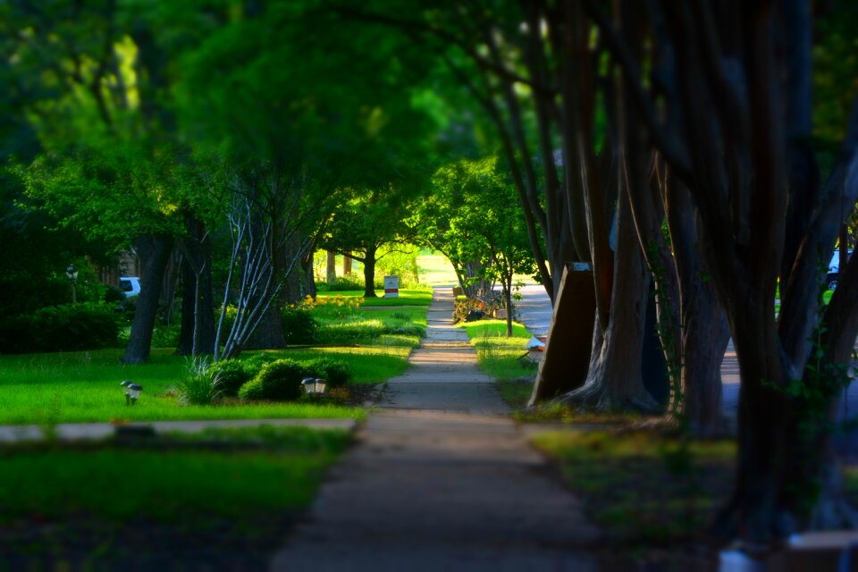 Sidewalk trees miniature