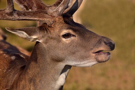 Hirsch red deer head photo