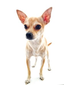Darling animals cute