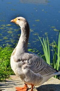 Bill domestic goose plumage