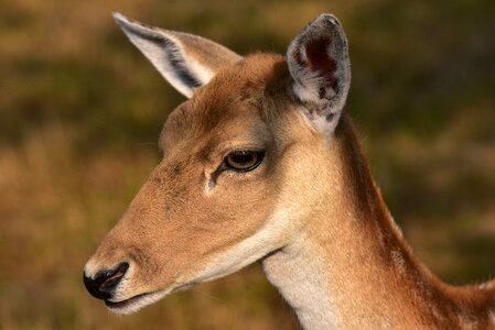 Female red deer mammal photo