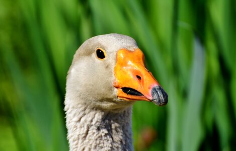 Bill domestic goose plumage