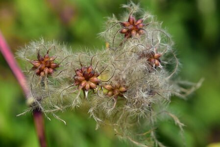 White seeds liane