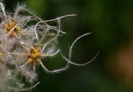 White seeds liane