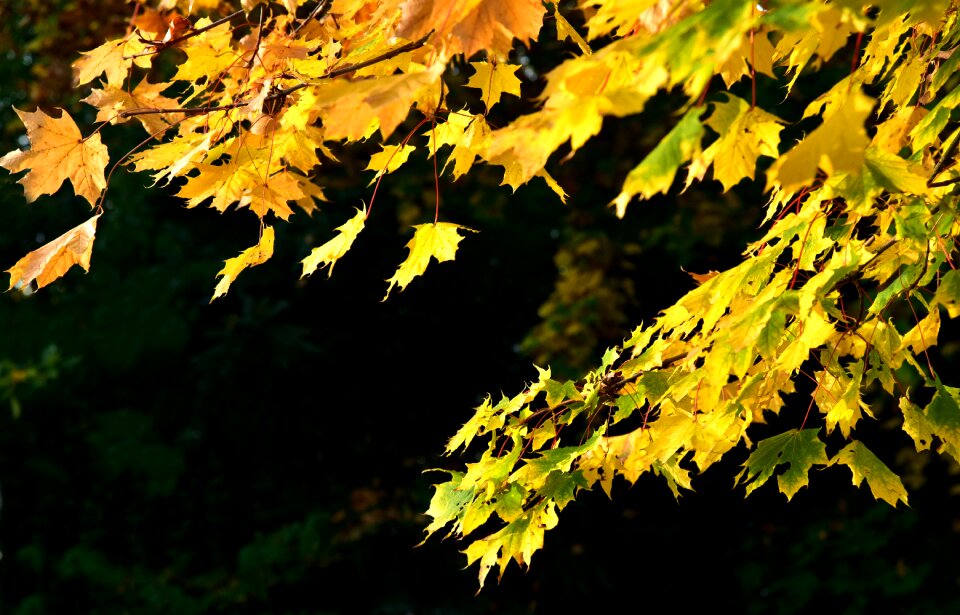 Leaf nature fall foliage