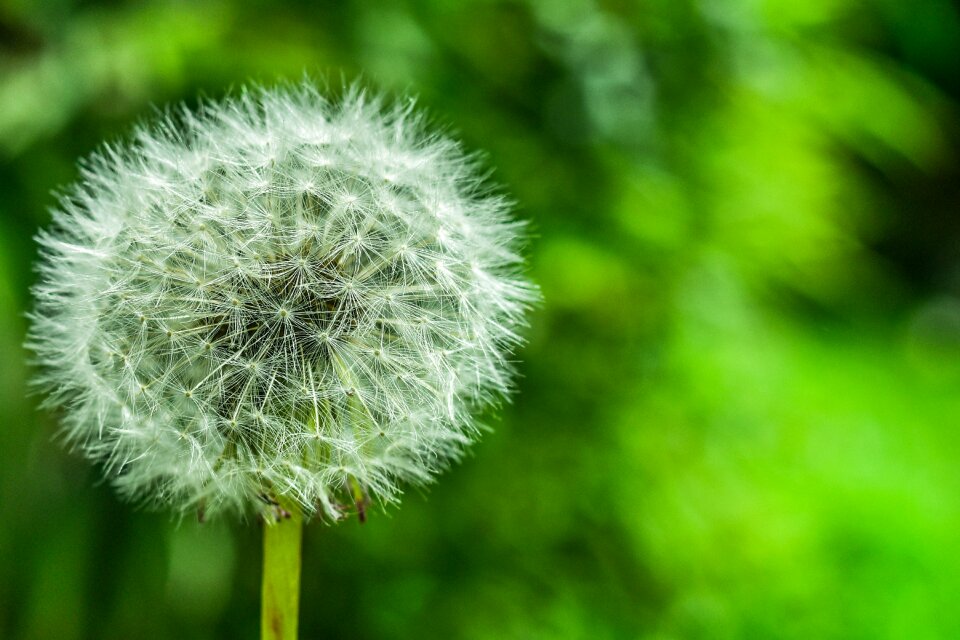Dandelion approach nature