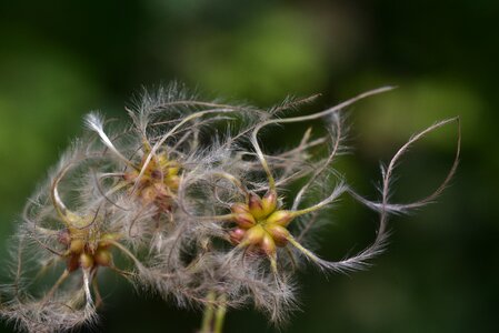 White seeds liane