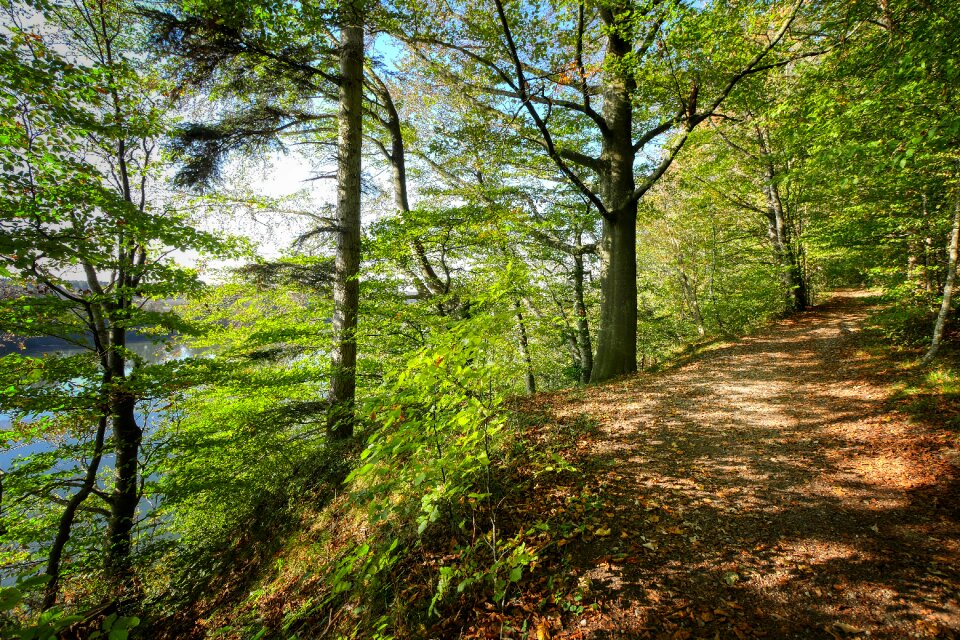 Forest landscape path