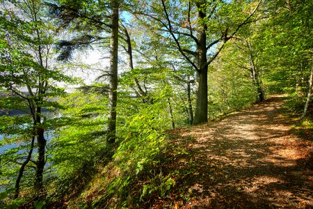 Forest landscape path photo