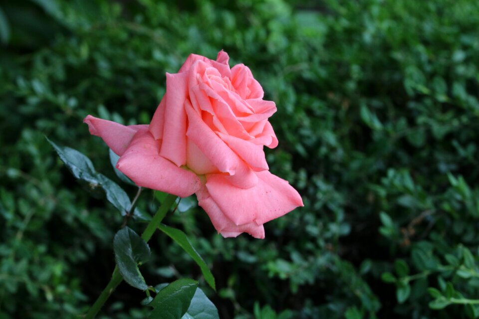 Flowers garden fresh medium