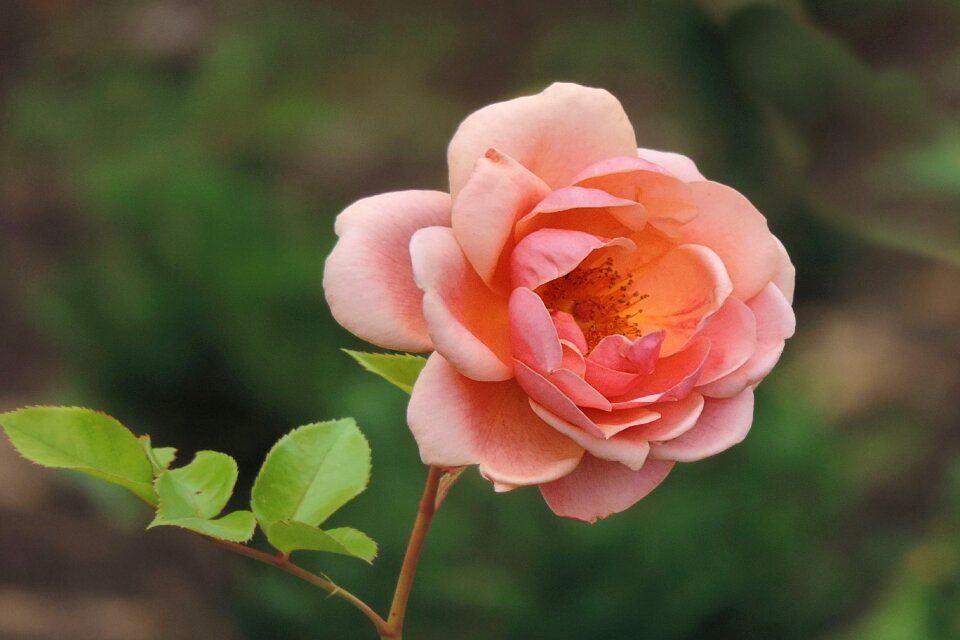 Blossom bloom rose bloom