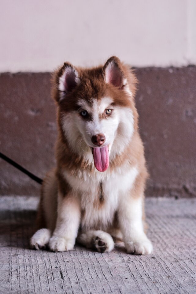 Portrait canine husky