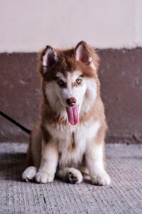 Portrait canine husky photo