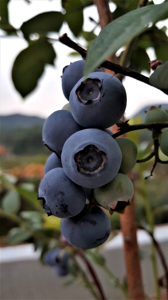 Blueberry fruit berry