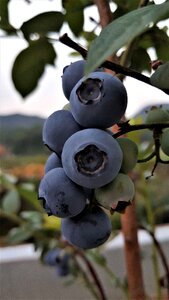 Blueberry fruit berry