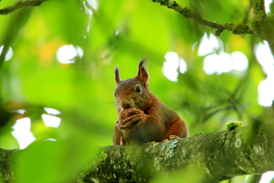 Walnut tree green