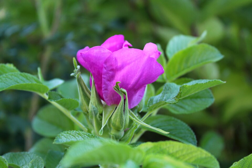 Nature summer flora