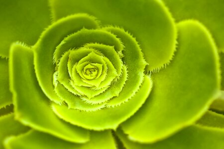 Rosette succulent pointed photo