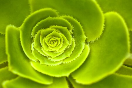Rosette succulent pointed