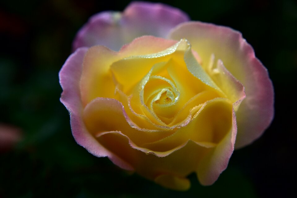 Flower tender leaves
