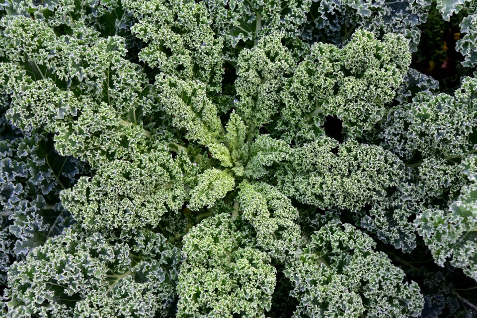 Winter vegetables eat healthy