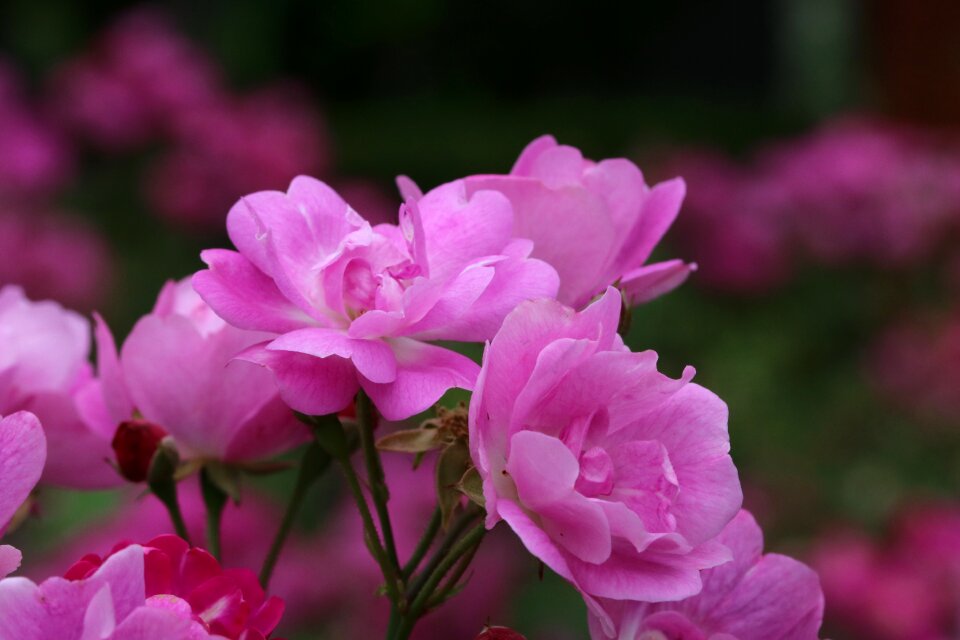 Flowers garden fresh medium