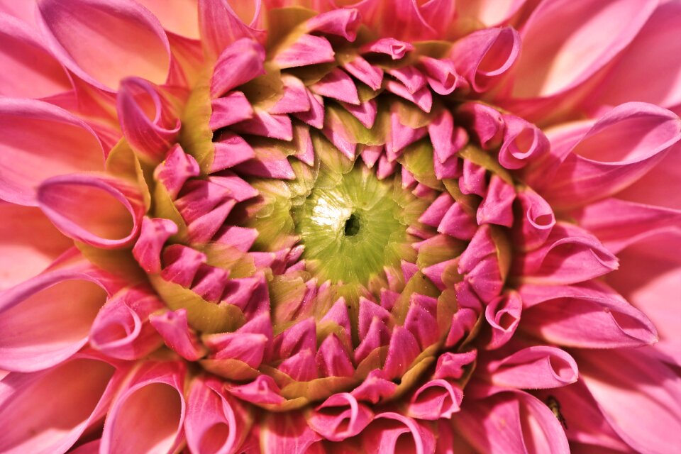 Bud dahlia garden garden plant