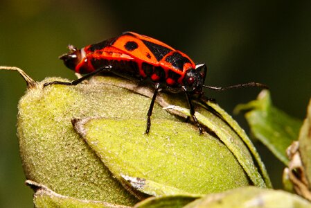Bug macro insect photo