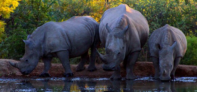 Wildlife herbivore rhinoceros photo