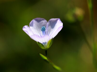 Nature plant nice